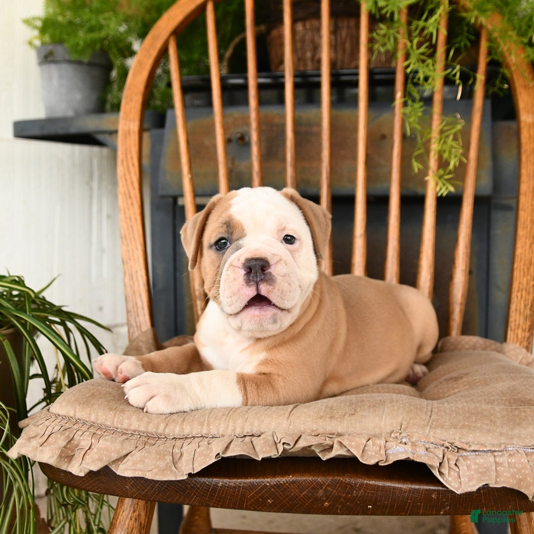 Olde English Bulldogge dogs for sale: Emma - Image 5