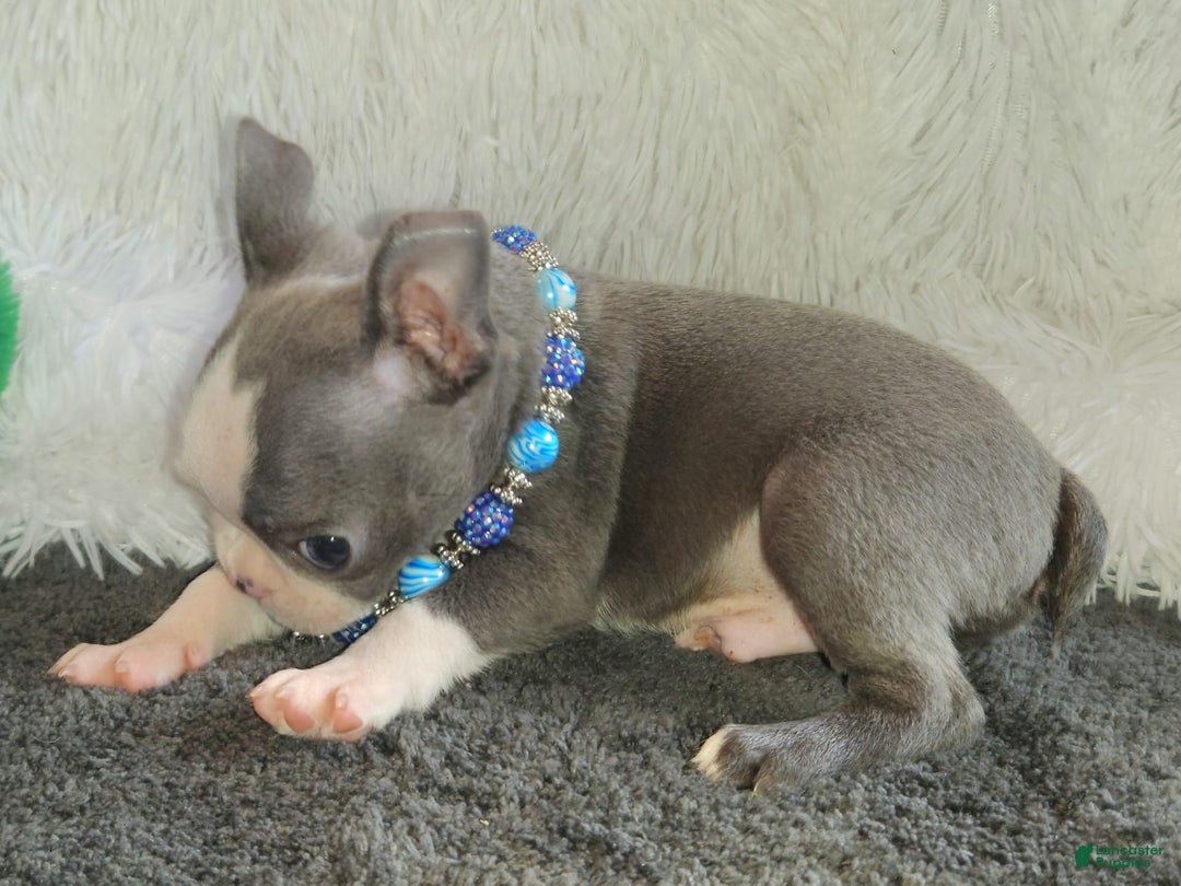 Boston Terrier dogs for sale: Dexter - Image 2