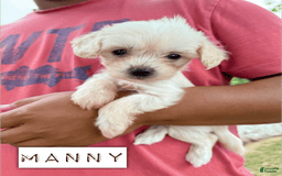 Chinese Crested dogs for sale: Manny - Image 1