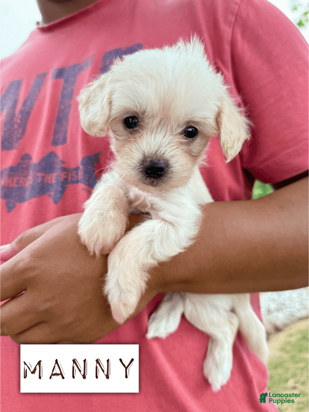 Chinese Crested dogs for sale: Manny - Image 1