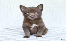 Pomsky dogs for sale: Buddy - Image 1