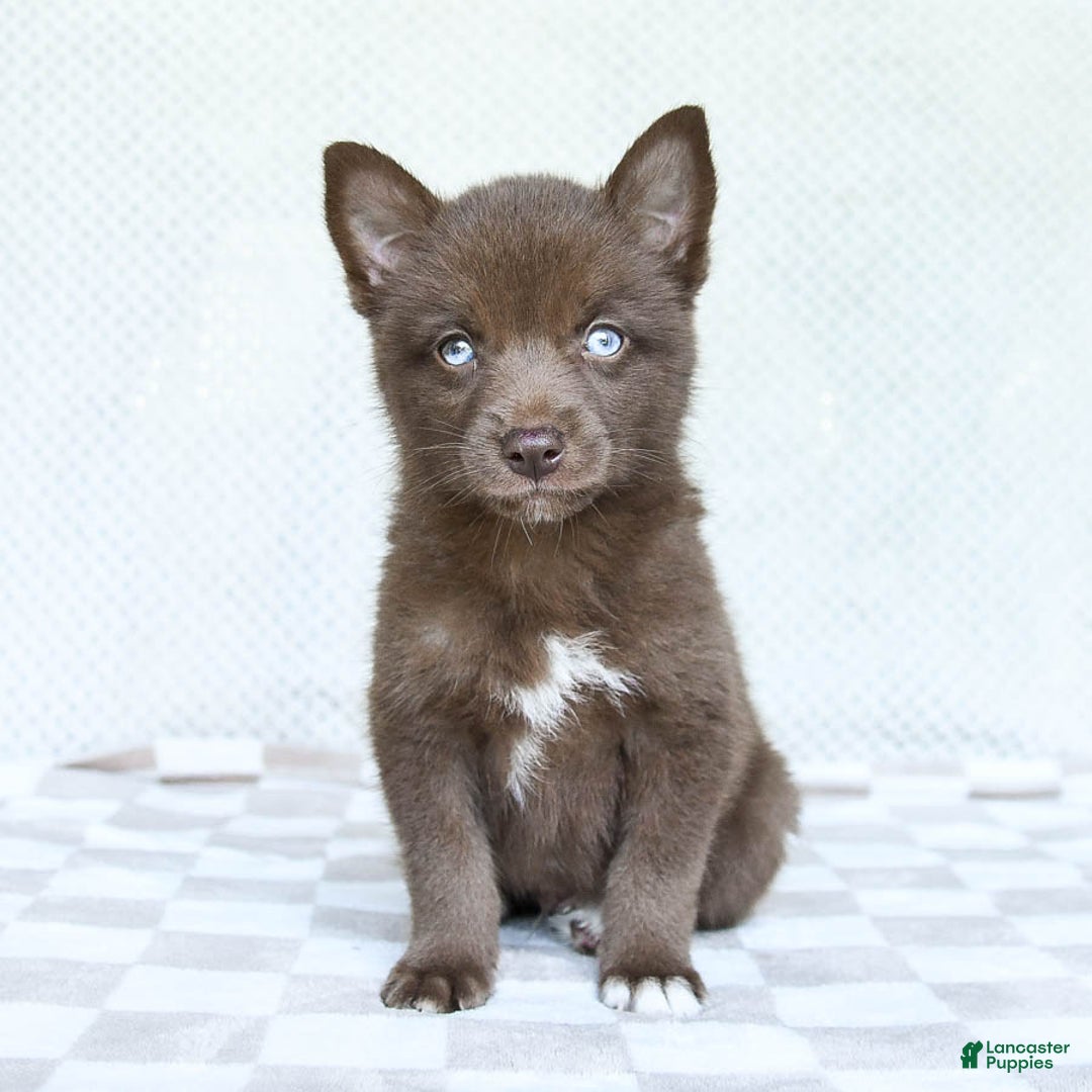 Pomsky dogs for sale: Buddy - Image 1