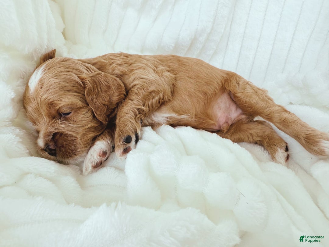 Cockapoo dogs for sale: Otis - Image 9