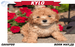 Cavapoo dogs for sale: Kylo - Image 3