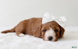 Mini Goldendoodle dogs for sale: Dolly - Image 9