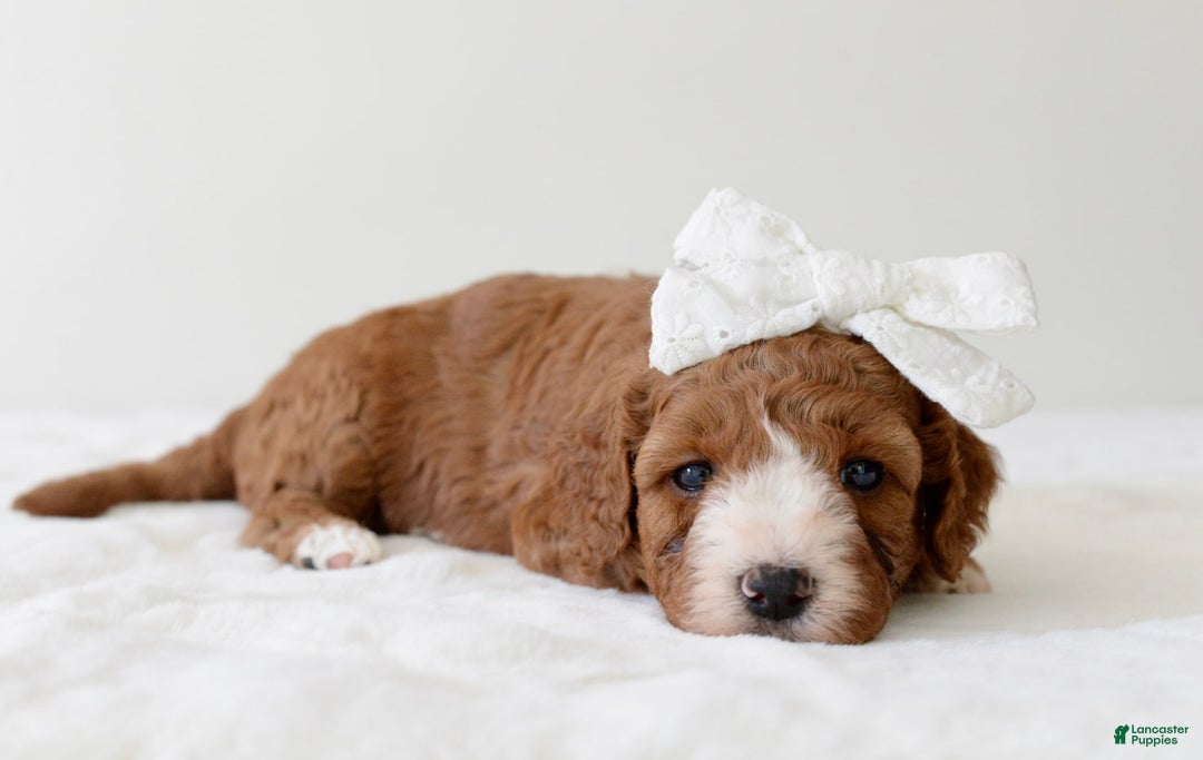 Mini Goldendoodle dogs for sale: Dolly - Image 9
