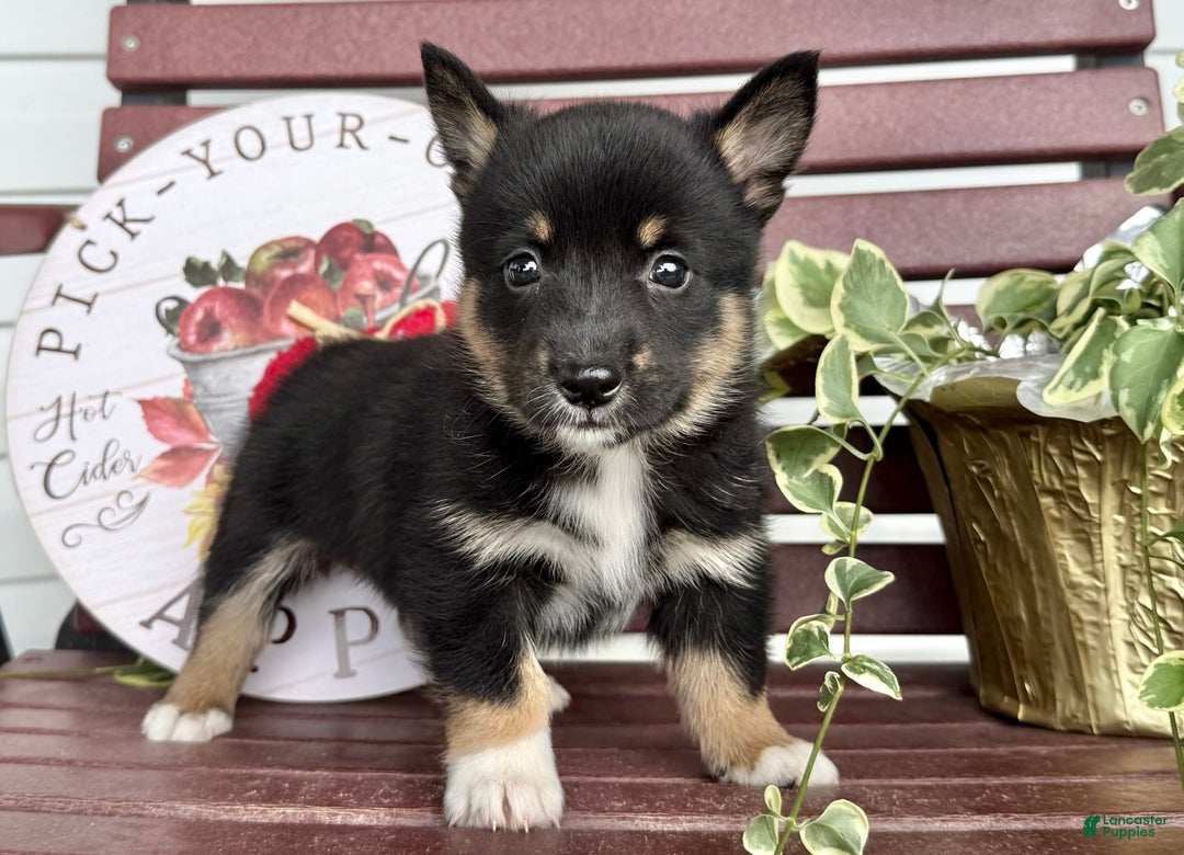 Shiba Inu dogs for sale: Emery - Image 5