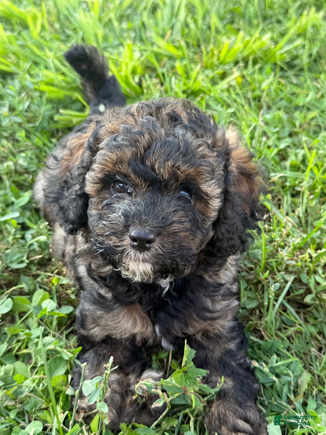 Cockapoo dogs for sale: Buster - Image 4