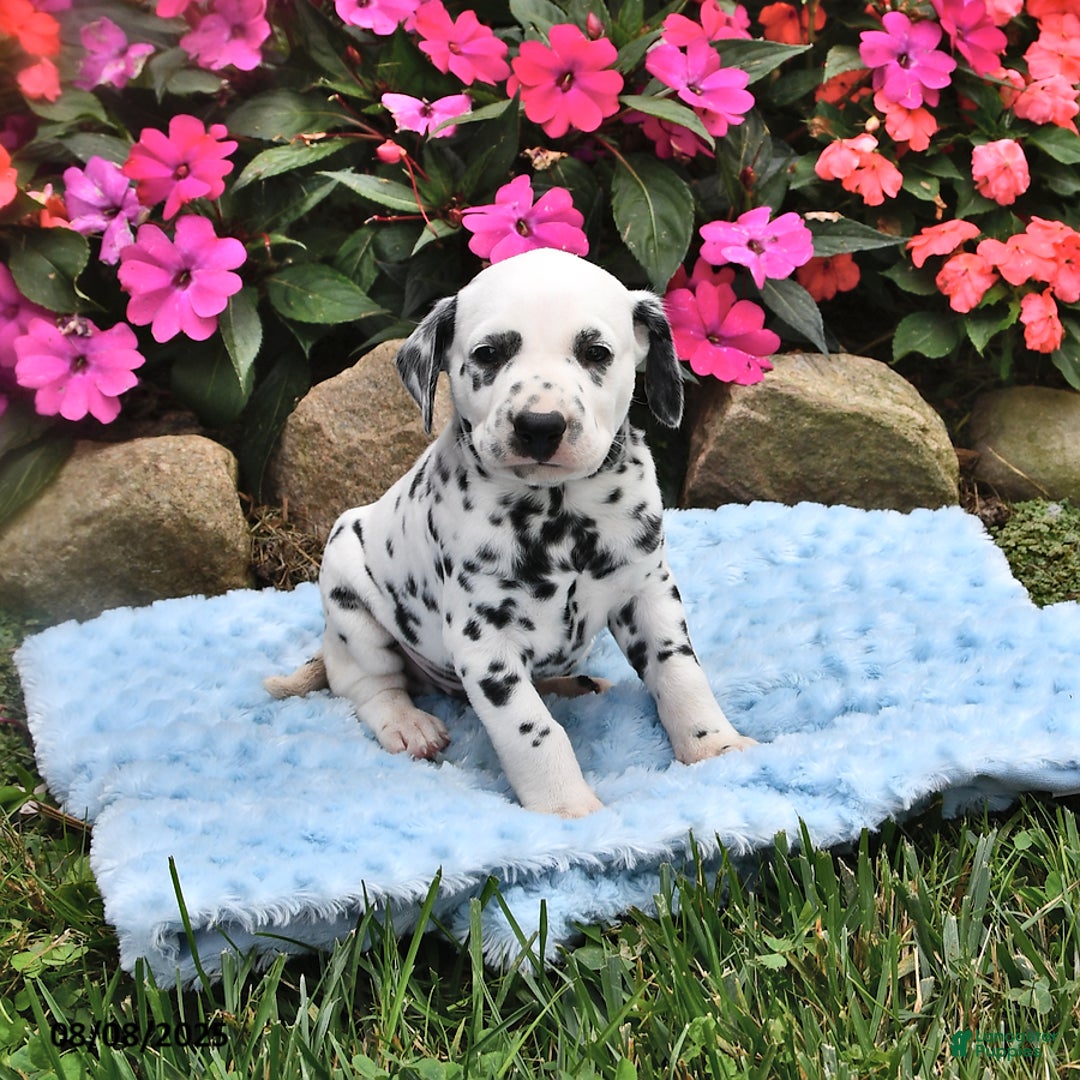 Dalmatian dogs for sale: Lincoln - Image 1