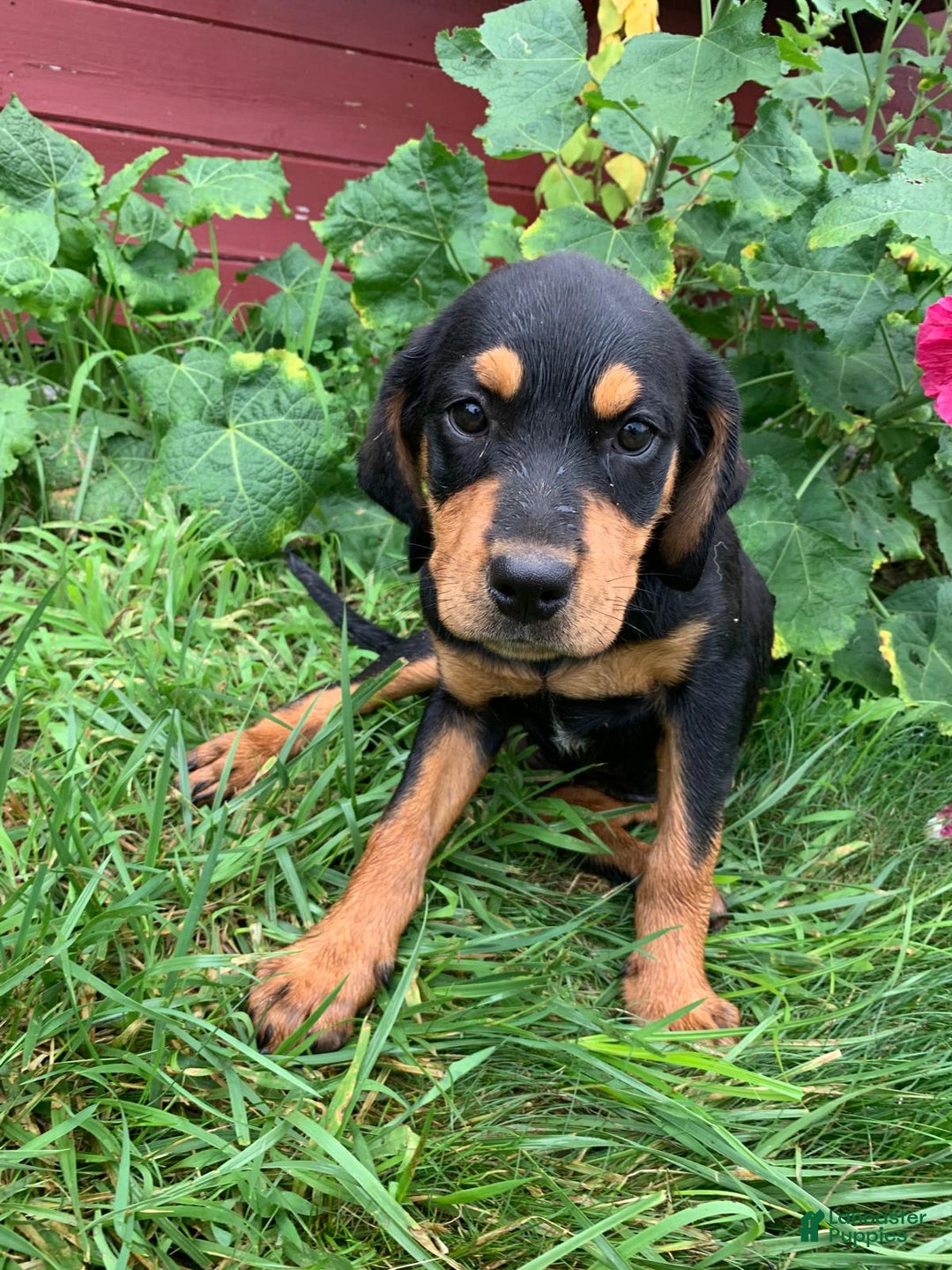 Miniature Bernese Mountain Dog dogs for sale: Lady - Image 3