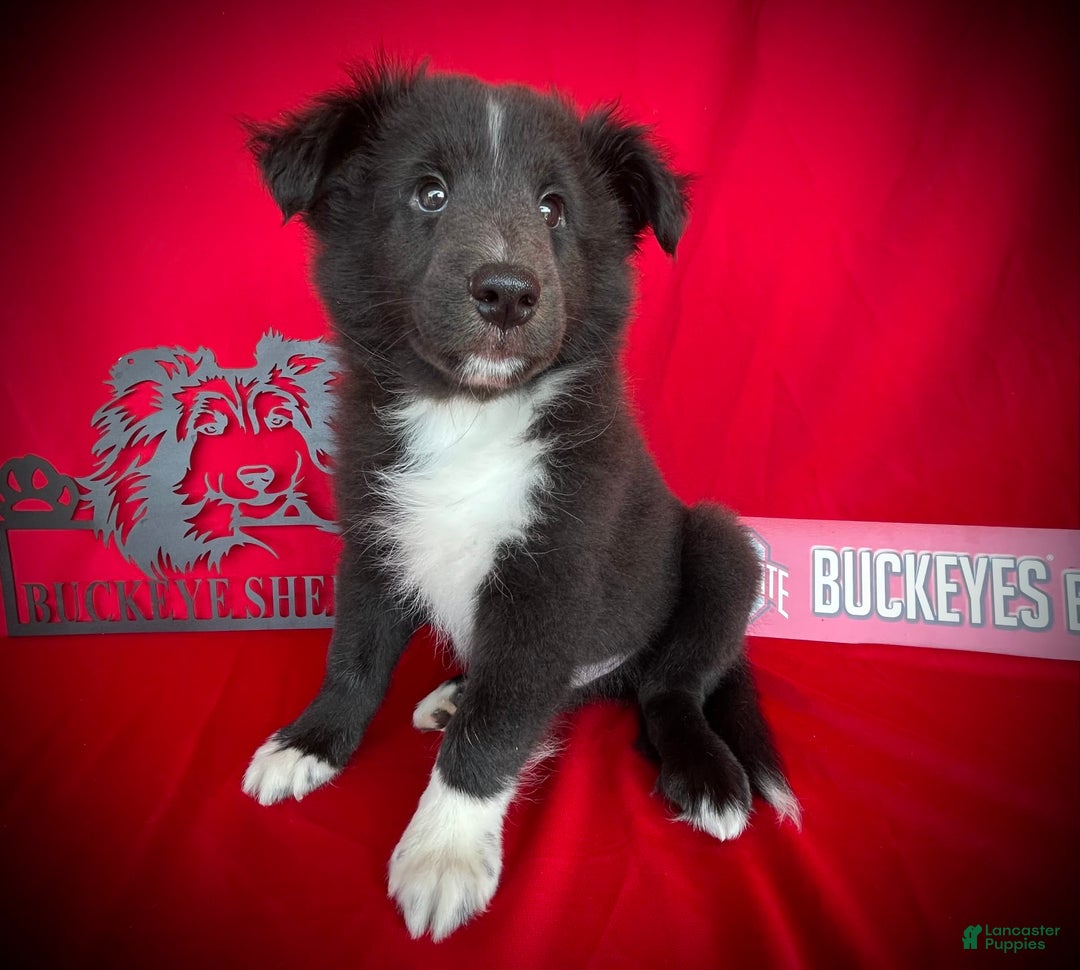 Shetland Sheepdog dogs for sale: Bi-black 8 - Image 3