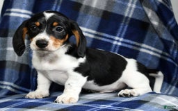 Miniature Dachshund dogs for sale: Buster - Image 9