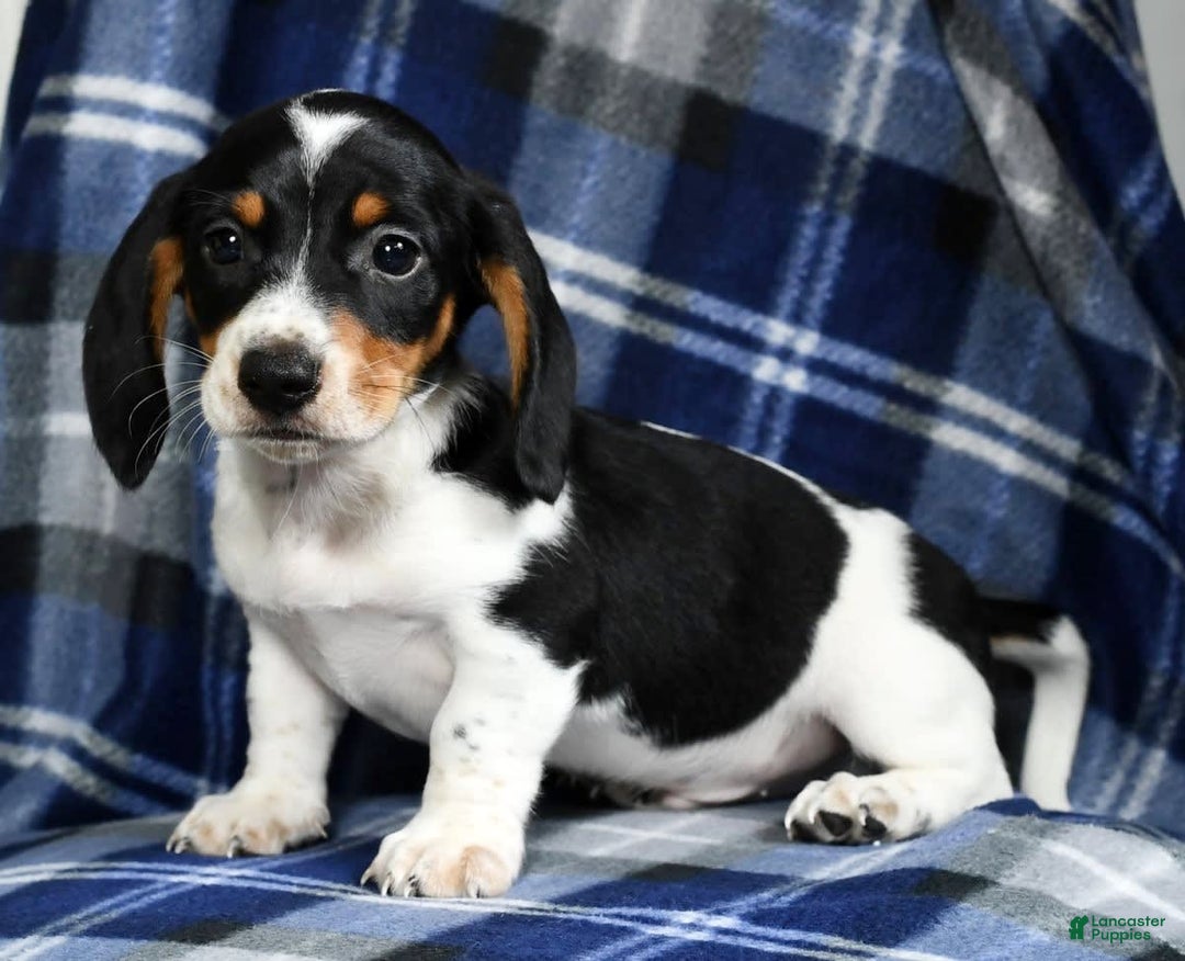 Miniature Dachshund dogs for sale: Buster - Image 9