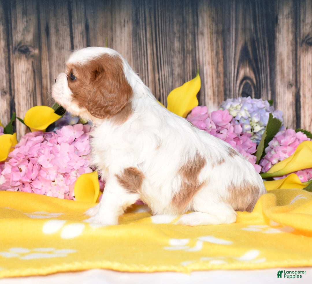 Cavalier King Charles Spaniel dogs for sale: Tenny - Image 8