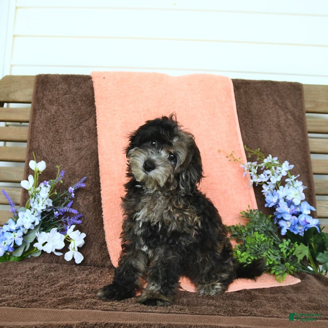 Miniature Poodle dogs for sale: Oakley - Image 16