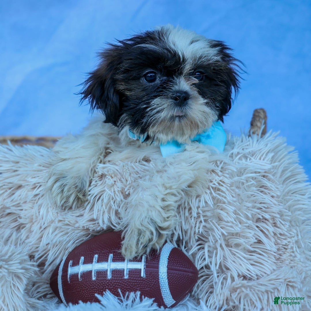 Shih Tzu dogs for sale: Brody - Image 5