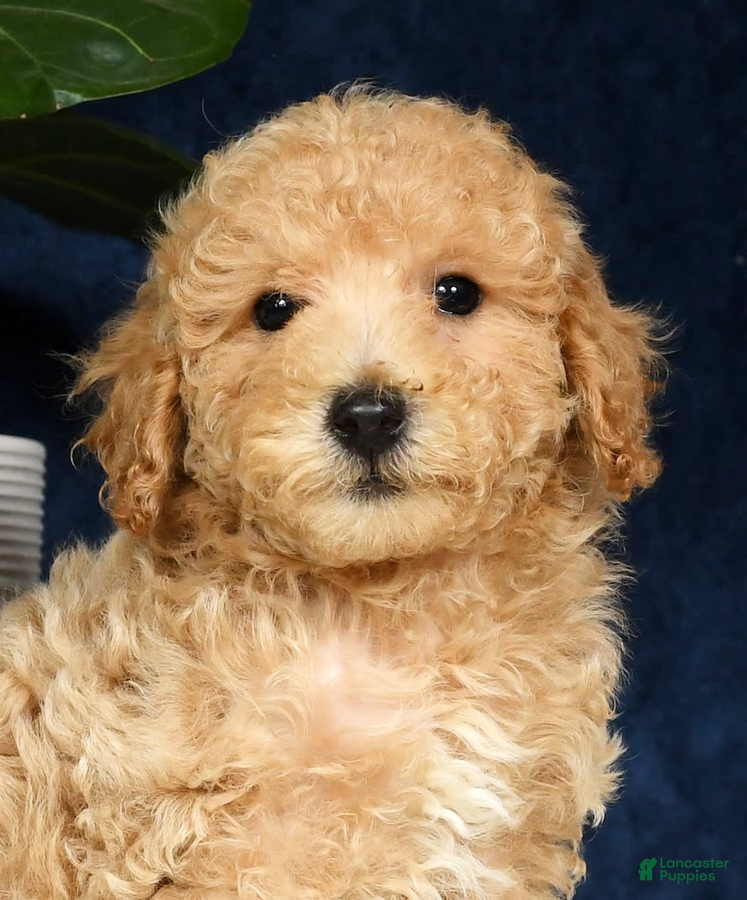 Bichpoo dogs for sale: Kent - Image 9