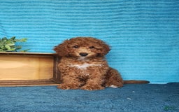Miniature Poodle dogs for sale: Dakato - Image 4