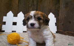 Cavachon dogs for sale: Boots - Image 7