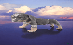 American Bully dogs for sale: Boss - Image 17