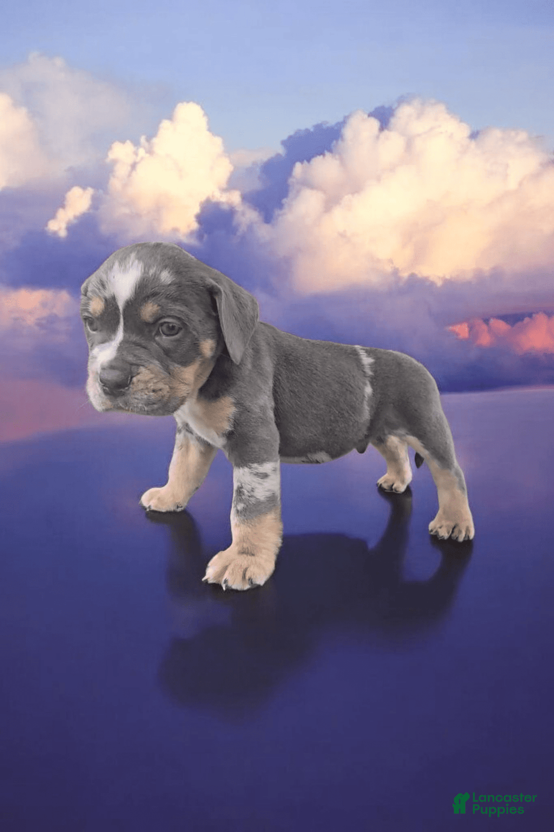 American Bully dogs for sale: Boss - Image 17