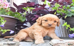 Cockapoo dogs for sale: Peanutbutter Cup - Image 3