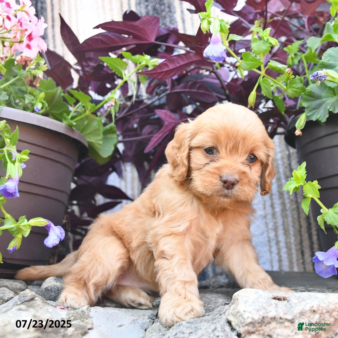 Cockapoo dogs for sale: Peanutbutter Cup - Image 3