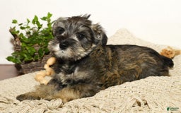 Miniature Schnauzer dogs for sale: Rover - Image 4
