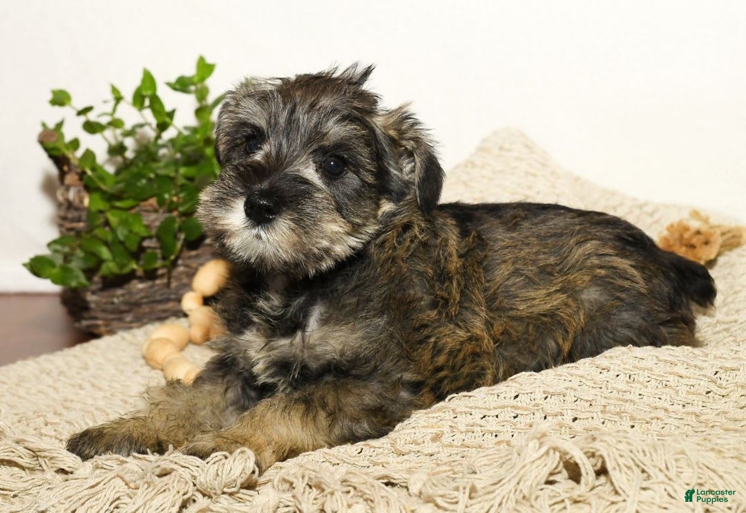 Miniature Schnauzer dogs for sale: Rover - Image 4