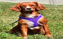 Mini Goldendoodle dogs for sale: Rascal - Image 9