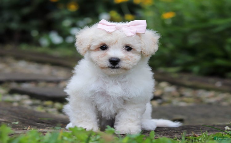 Bichon Frise dogs for sale - Ad 3