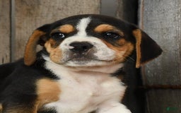 Beabull dogs for sale: Wanda - Image 2