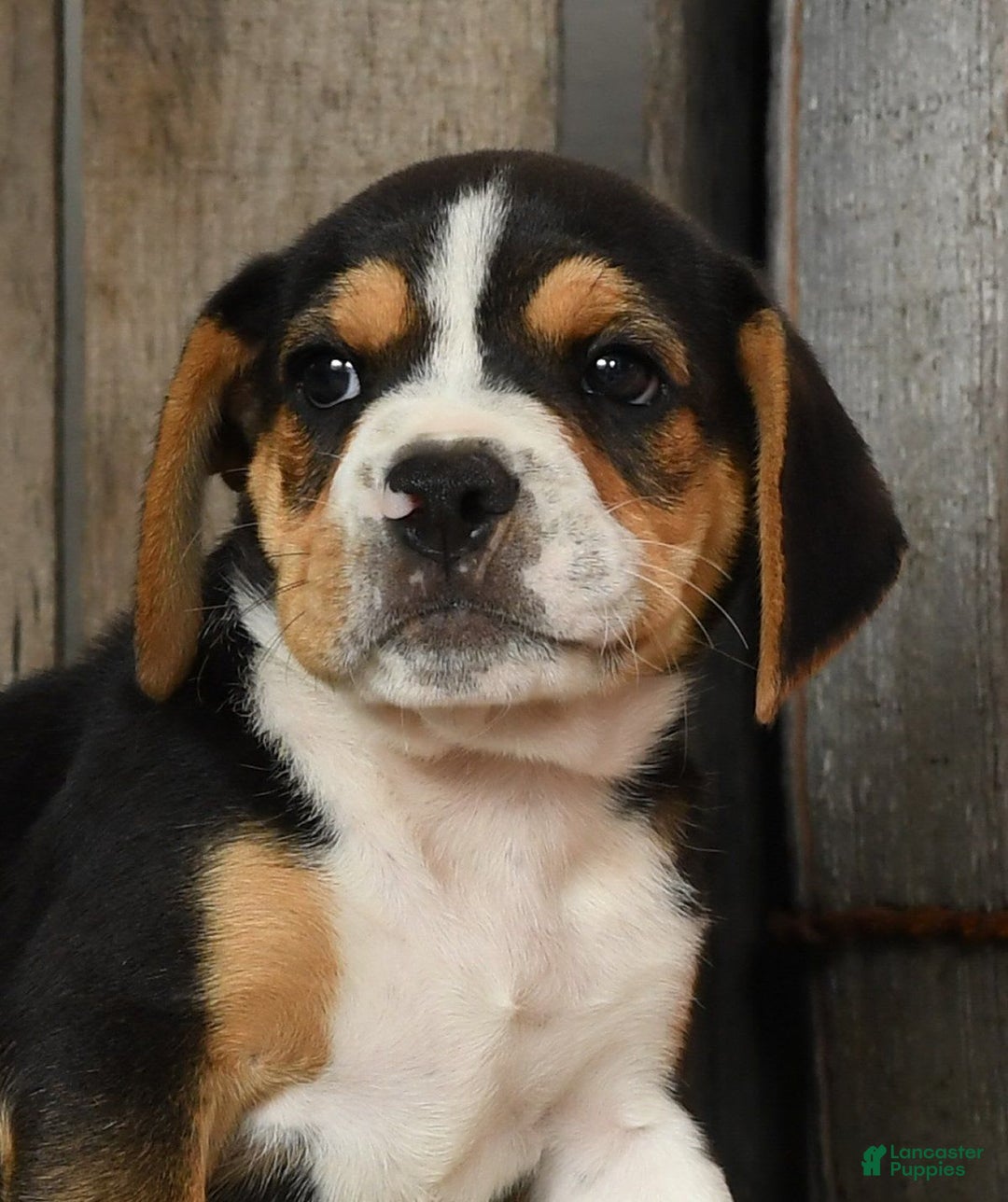 Beabull dogs for sale: Wanda - Image 2