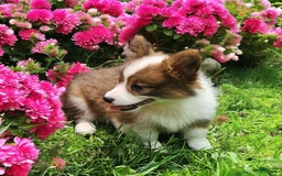 Welsh Corgi Pembroke dogs for sale: Teeka Fluffy - Image 13