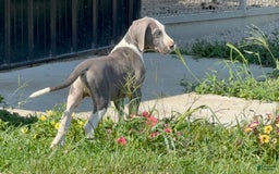 Great Dane dogs for sale: Great Dane 4 puppies - Image 7