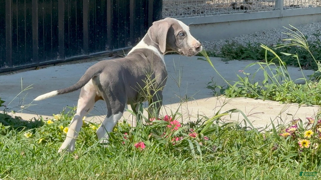 Great Dane dogs for sale: Great Dane 4 puppies - Image 7