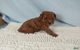 Toy Poodle dogs for sale: Toy Poodle 1 puppies - Image 3