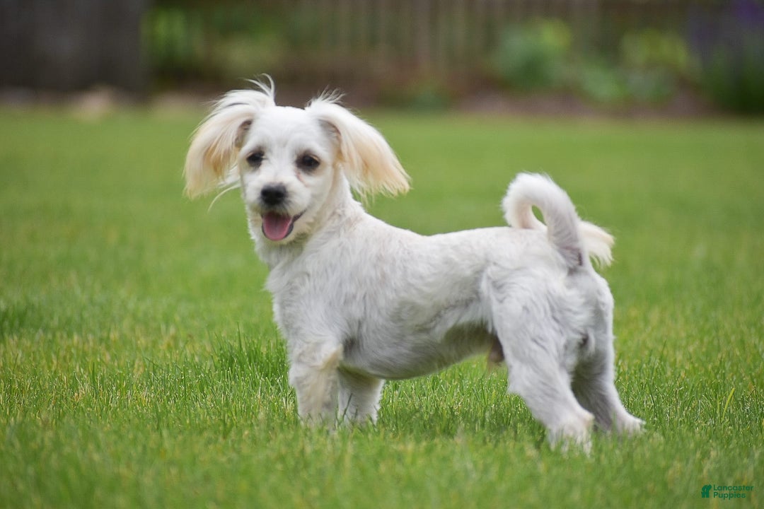 Morkie dogs for sale: Conrad - Image 1