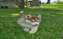 Siberian Husky dogs for sale: Glory - Image 2