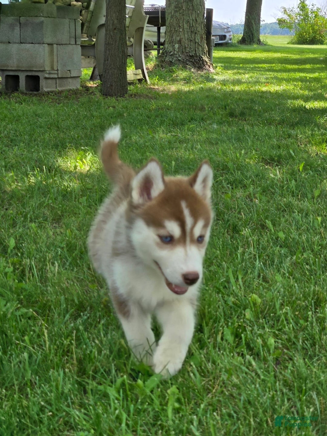 Siberian Husky dogs for sale: Glory - Image 2