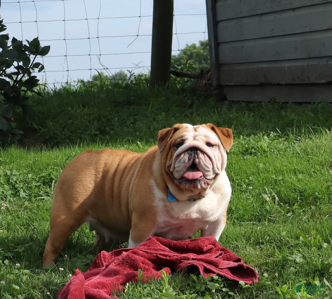 English Bulldog dogs for sale: Wiggles - Image 2