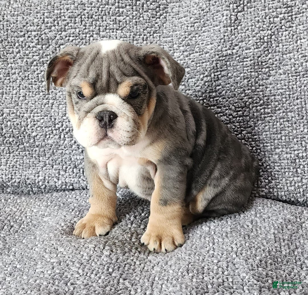 English Bulldog dogs for sale: Kelly - Image 8
