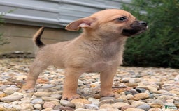 Pomchi dogs for sale: Bear - Image 11