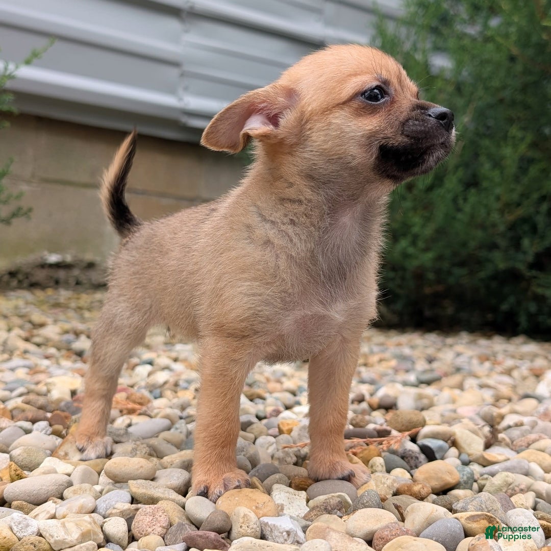 Pomchi dogs for sale: Bear - Image 11