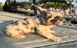 French Bulldog dogs for sale: Sky - Image 4