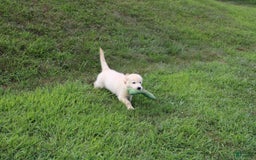 Golden Retriever dogs for sale: Eight Oclock - Image 7
