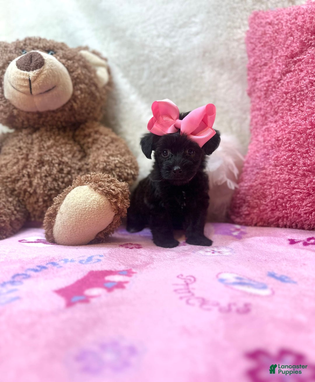 Morkie dogs for sale: Sugar - Image 4