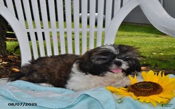 Shih Tzu dogs for sale: Olivia - Image 8