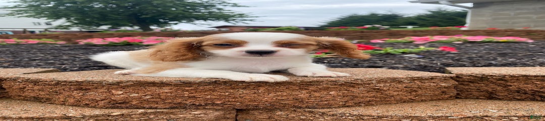 Ralphie