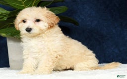 Bichpoo dogs for sale: Kaitlyn - Image 12